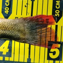 Spro Ruler 150cm 6 Spro Ruler 150cm -Hengelsportwinkel 3979834Spro Ruler 150cm 2