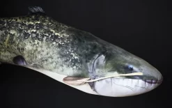 Elite Meerval Kussen -Hengelsportwinkel elite meerval kussen 2